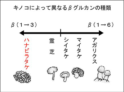 キノコによって異なるβ-グルカンの種類