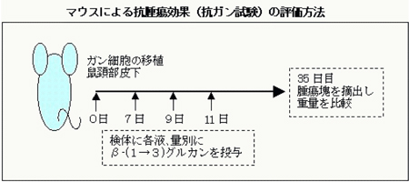 マウス実験