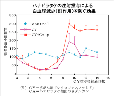 ハナビラタケの注射投与による白血球現象(副作用)を防ぐ効果