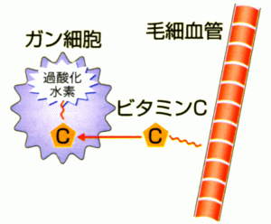 ビタミンＣがガンを殺すしくみ